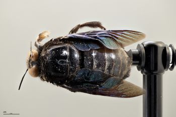 Media type: image;   Entomology 810618 Aspect: habitus dorsal view